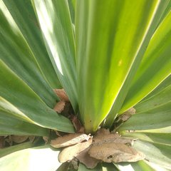 Furcraea parmentieri