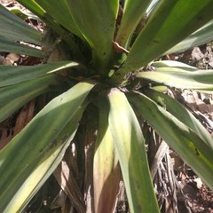 Furcraea parmentieri