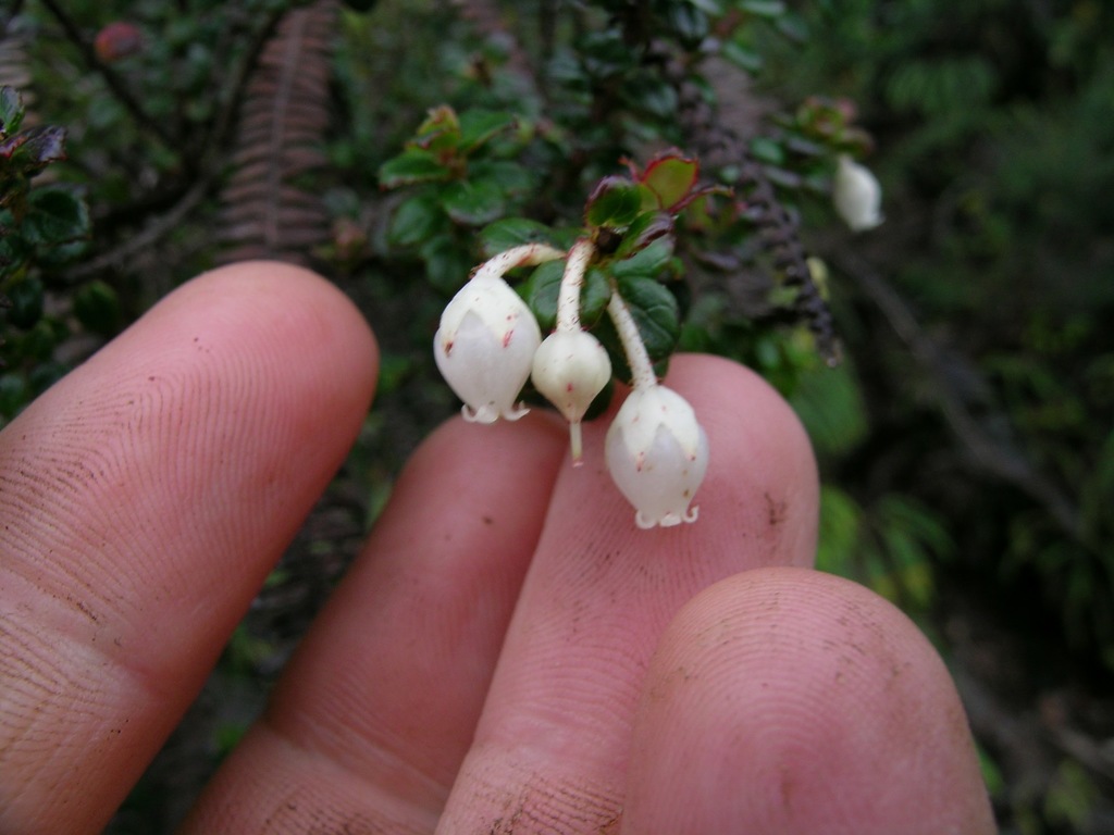 Gaultheria foliolosa