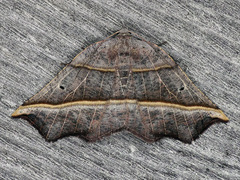 Metanema determinata