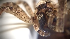 Zoropsis spinimana
