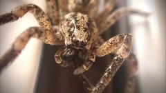 Zoropsis spinimana