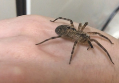 Zoropsis spinimana