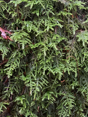 Pseudisothecium cristatum