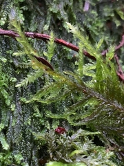 Pseudisothecium cristatum