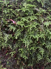 Pseudisothecium cristatum