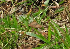 Cissia pseudoconfusa