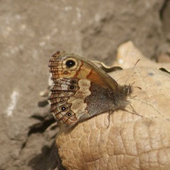 Paramacera xicaque xicaque