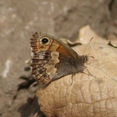 Paramacera xicaque xicaque