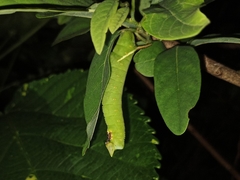 Cocytius antaeus