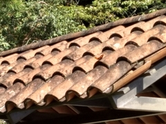 Catonephele numilia esite