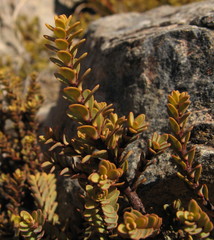 Pimelea traversii traversii