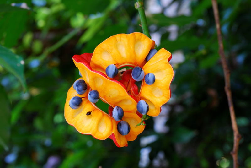 Archidendron