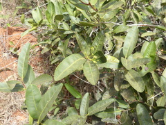 Tontelea micrantha