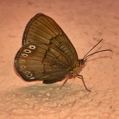 Aricoris tutana