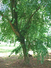 Euonymus hamiltonianus