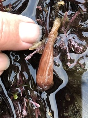 Styela montereyensis