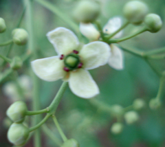 Euonymus hamiltonianus
