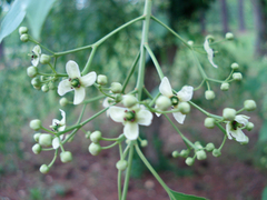 Euonymus hamiltonianus