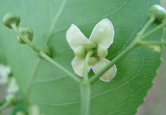 Euonymus hamiltonianus