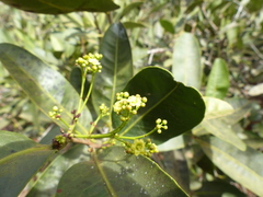 Tontelea micrantha