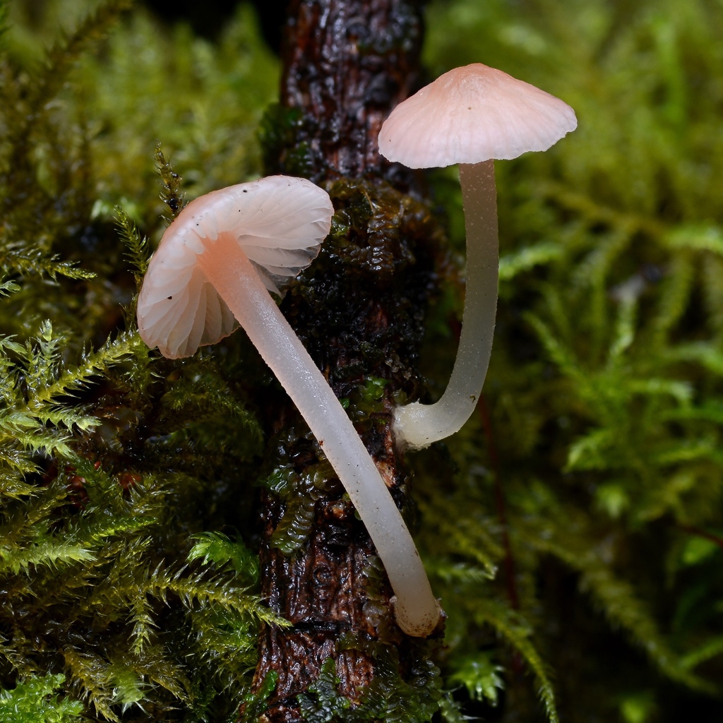 Atheniella
