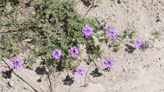 Glandularia venturii
