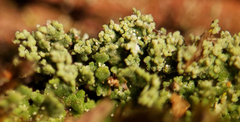 Cladonia parasitica