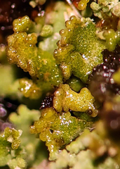 Cladonia parasitica