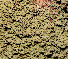 Cladonia parasitica