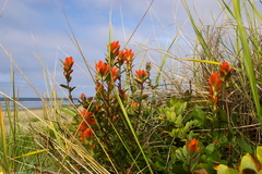 Castilleja miniata dixonii