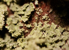 Cladonia parasitica