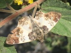 Polyctor cleta