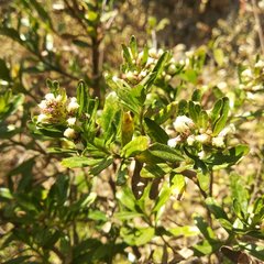 Baccharis heterophylla