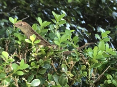 Anolis sagrei
