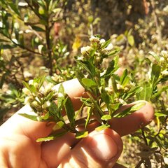 Baccharis heterophylla