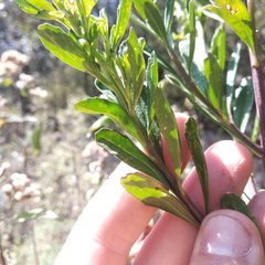 Baccharis heterophylla