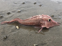 Peristedion barbiger