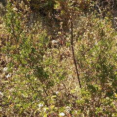 Baccharis heterophylla