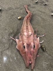 Peristedion barbiger