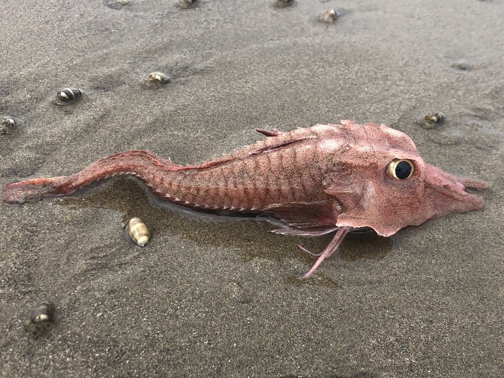 Barbed armoured gurnard (Peristedion barbiger) — Peristediidae