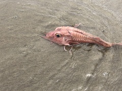 Peristedion barbiger