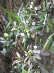 Disterigma alaternoides