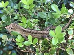 Anolis sagrei
