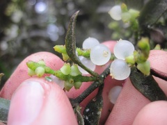 Disterigma alaternoides