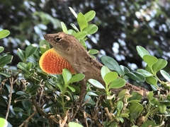 Anolis sagrei