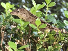 Anolis sagrei
