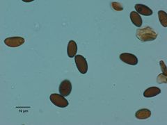 Psathyrella longicauda