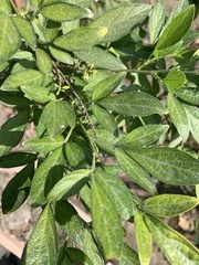 Ohwia caudata