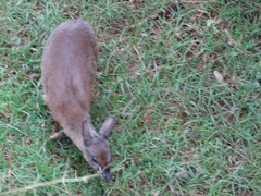 Nesotragus moschatus